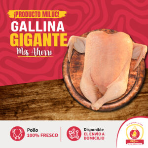 Gallina